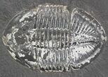 Pseudogygites Trilobite - Ontario #42803-1